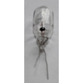 Gl�hl�mpchen  6V 330mA 2W mit Drahtenden